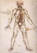 LEONARDO da Vinci You branching of the Blutgefabe, anatomical figure with heart kidneys and Blutgefaben painting